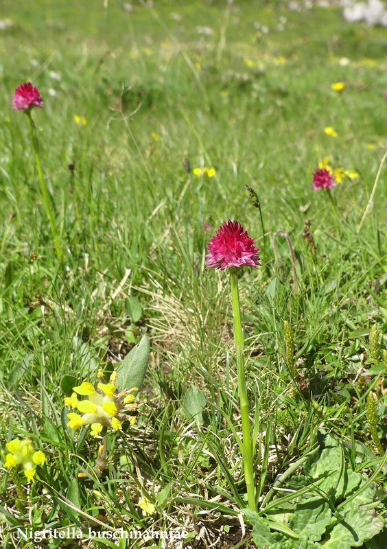 La Nigritella widderi nelle Dolomiti di Brenta.